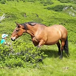 Farmház Biohof Maurachgut *