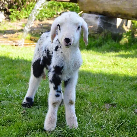 Biohof Maurachgut * Bad Hofgastein