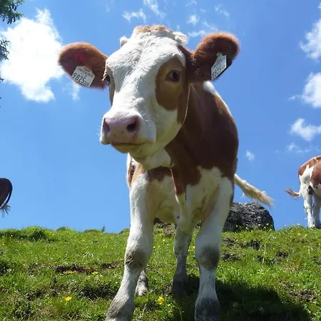 Bauernhof Biohof Maurachgut