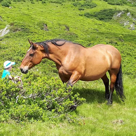 Bauernhof Biohof Maurachgut *