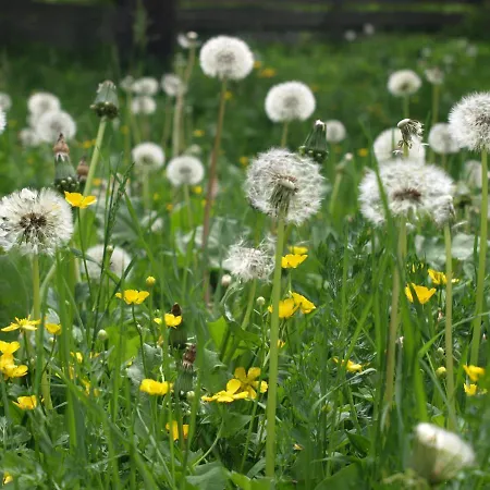 Biohof Maurachgut * Bad Hofgastein