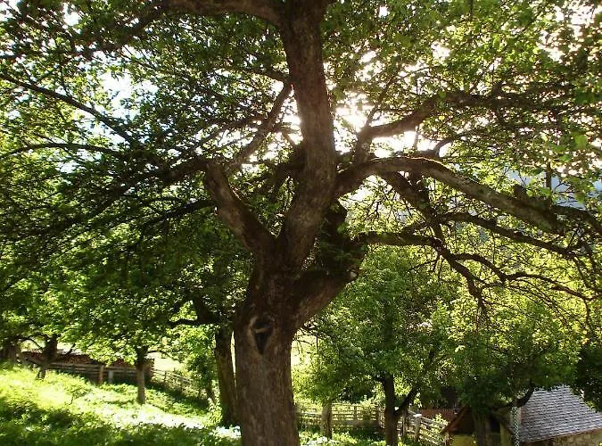 Biohof Maurachgut Bad Hofgastein