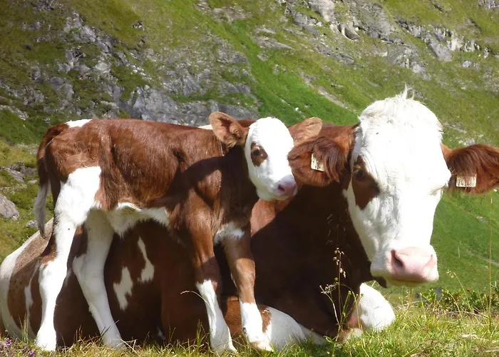 Gospodarstwo agroturystyczne Biohof Maurachgut Bad Hofgastein