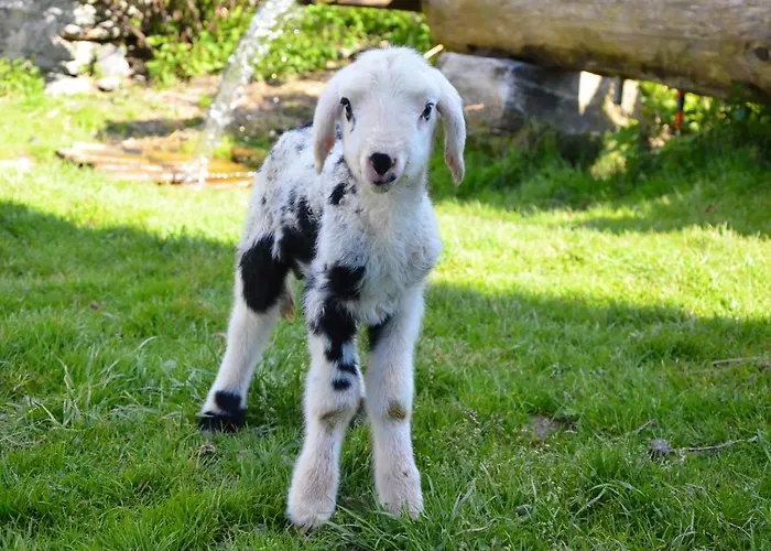 Biohof Maurachgut * Bad Hofgastein