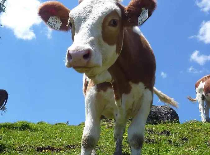 Farmház Biohof Maurachgut