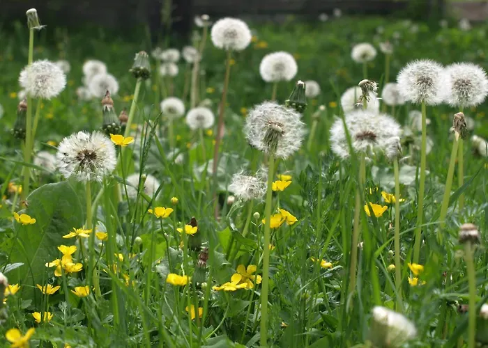Biohof Maurachgut * Bad Hofgastein